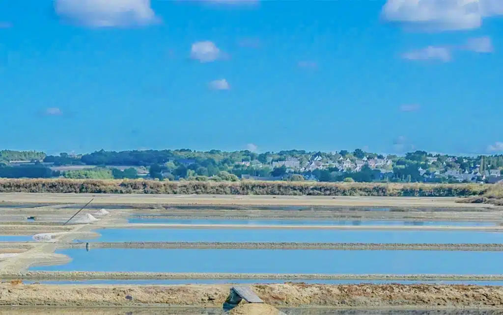 salt marshes